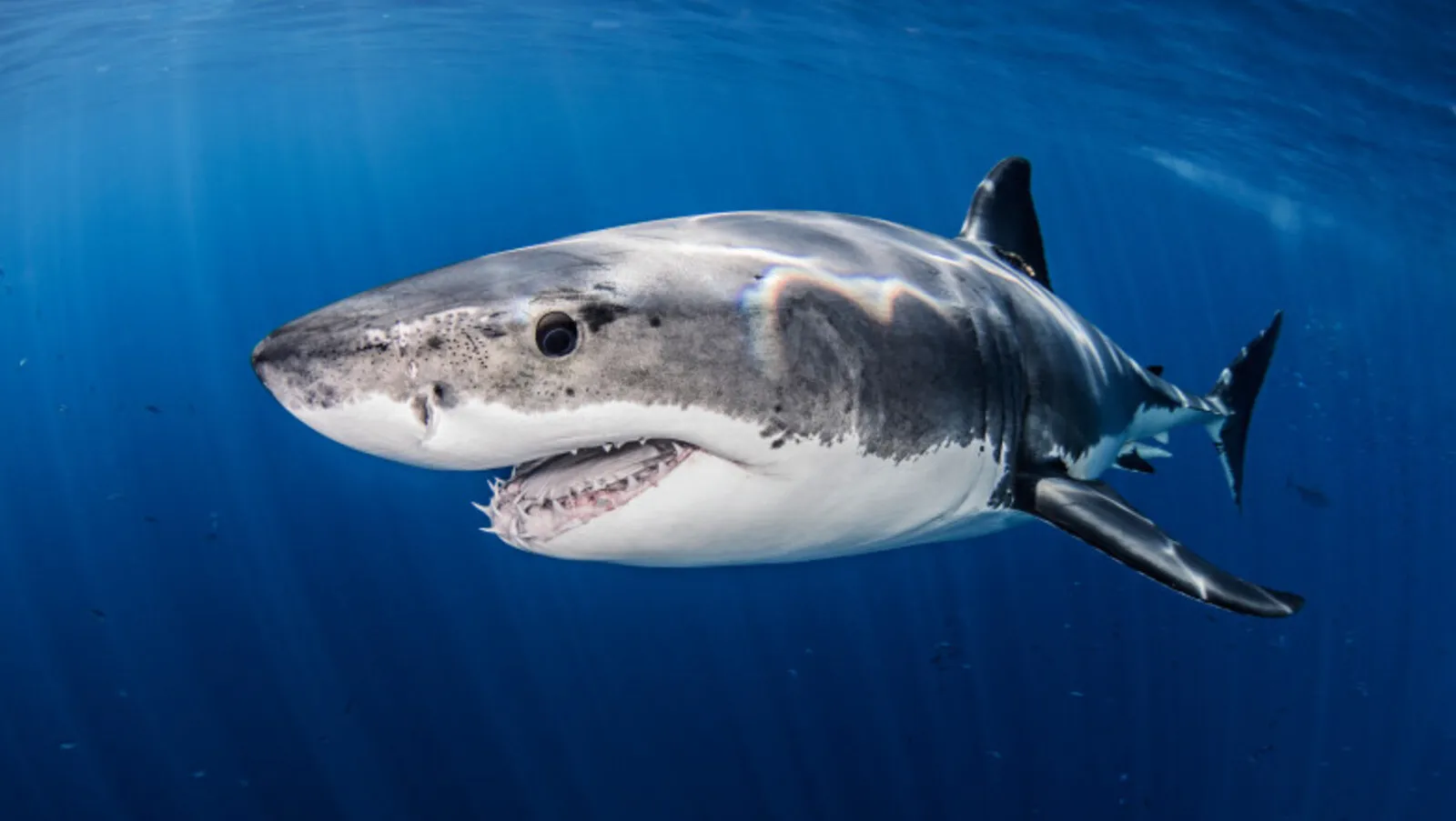Marele alb a atacat mortal un surfer în largul coastei capitalei australiene Sydney - Mai multe plaje din sector au fost închise