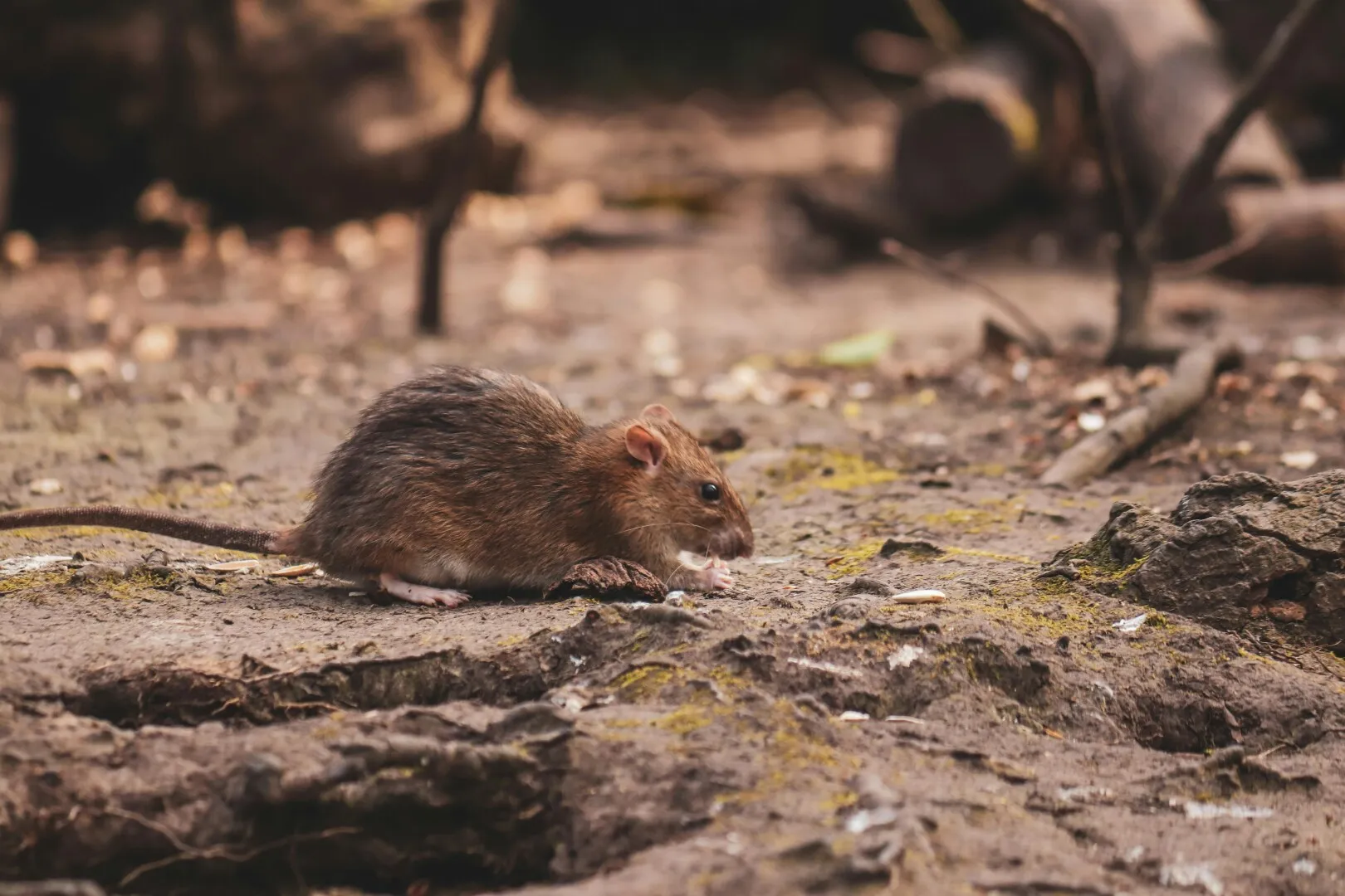 Epidemie în tranșee: Soldații ceceni din armata rusă infectați cu o boală gravă transmisă de șoareci