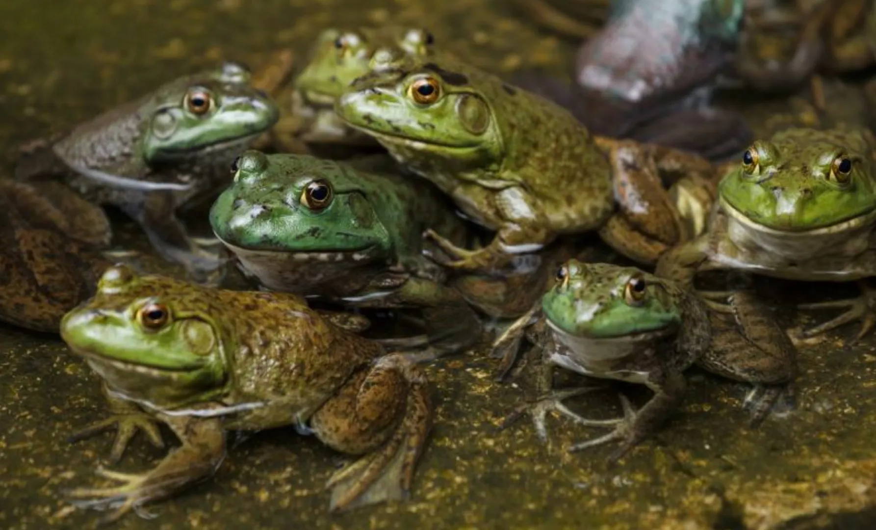 O bătrână a înghițit opt broaște vii: motivul pentru care a făcut asta depășește orice imaginație