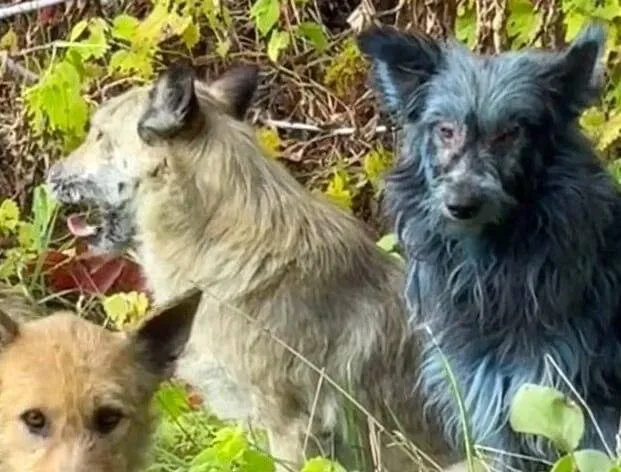 VIDEO Fenomen ciudat la Cernobîl: câini cu blana albastră străbat ruinele radioactive. Nimeni nu își explică cum supraviețuiesc