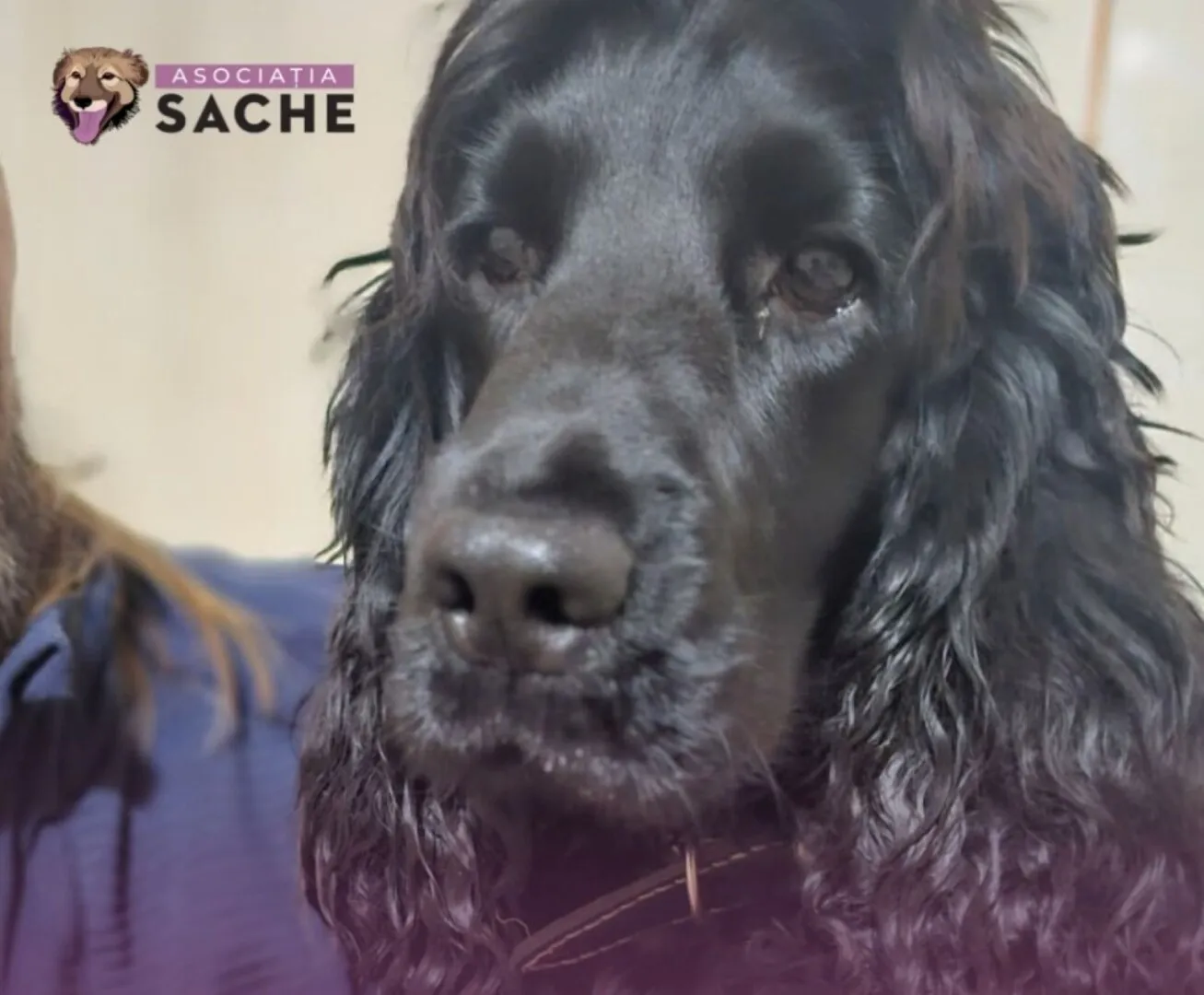 Cazul cățelușei Katya stârnește revoltă publică – Petiție pentru modificarea Legii 205/2004: "Legea care nu vede durerea nu apără viața”