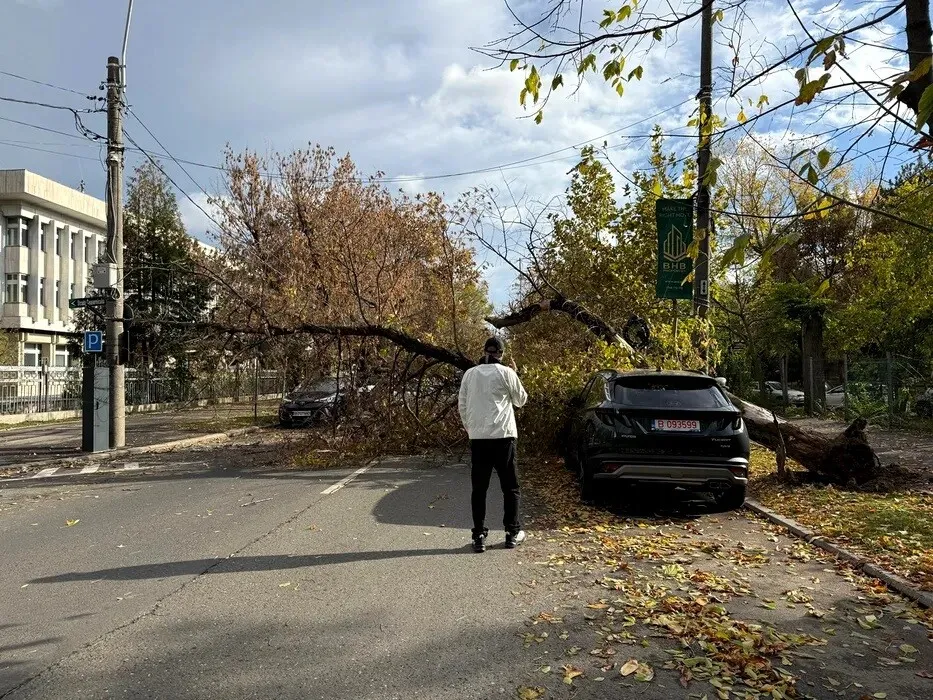 copac cazut bucuresti