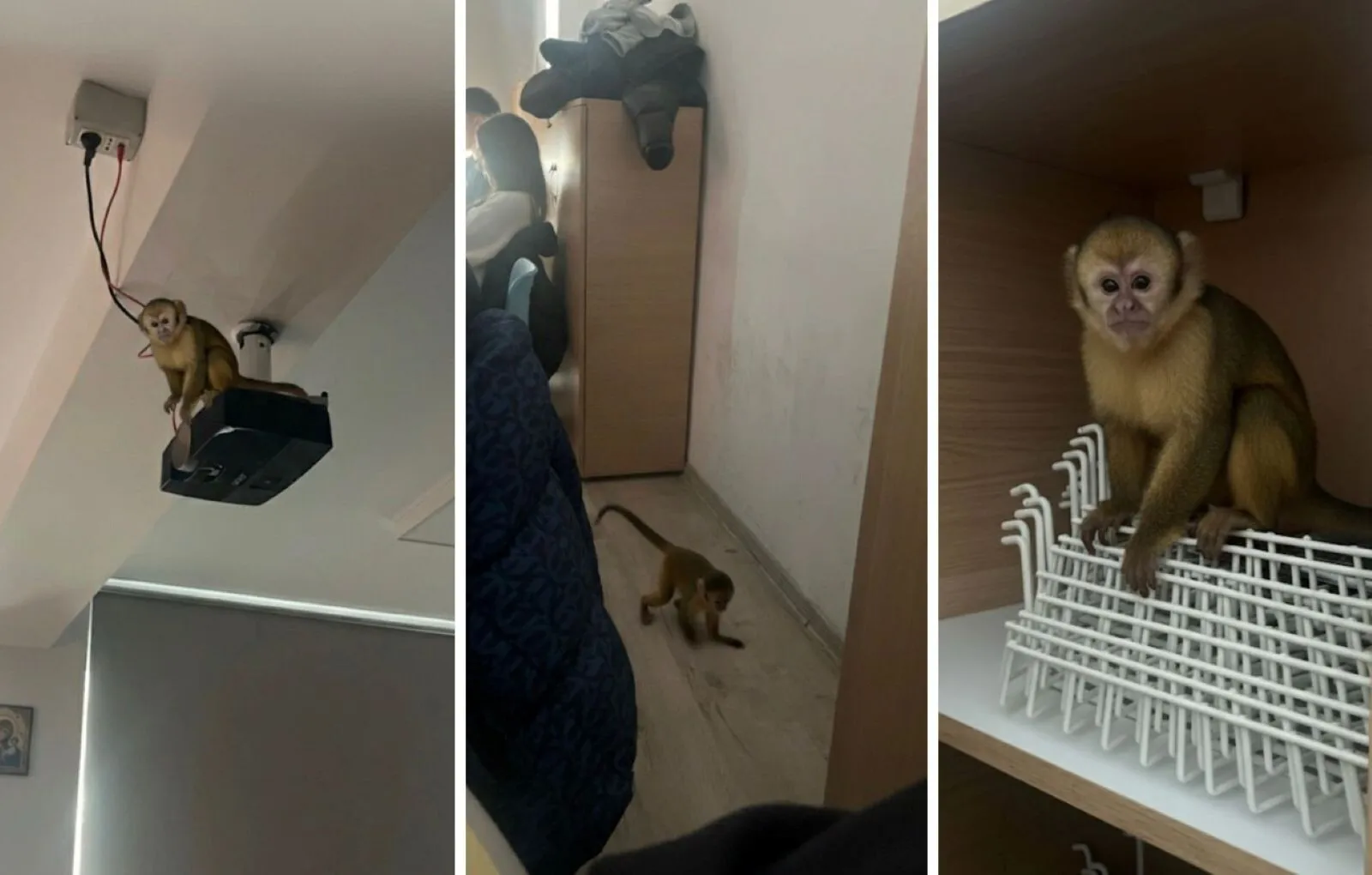 VIDEO Farsa care a speriat profesorii unei școli: imagini cu maimuțe și șerpi "plimbăreți" generate cu AI – "Diriginta chiar a crezut"