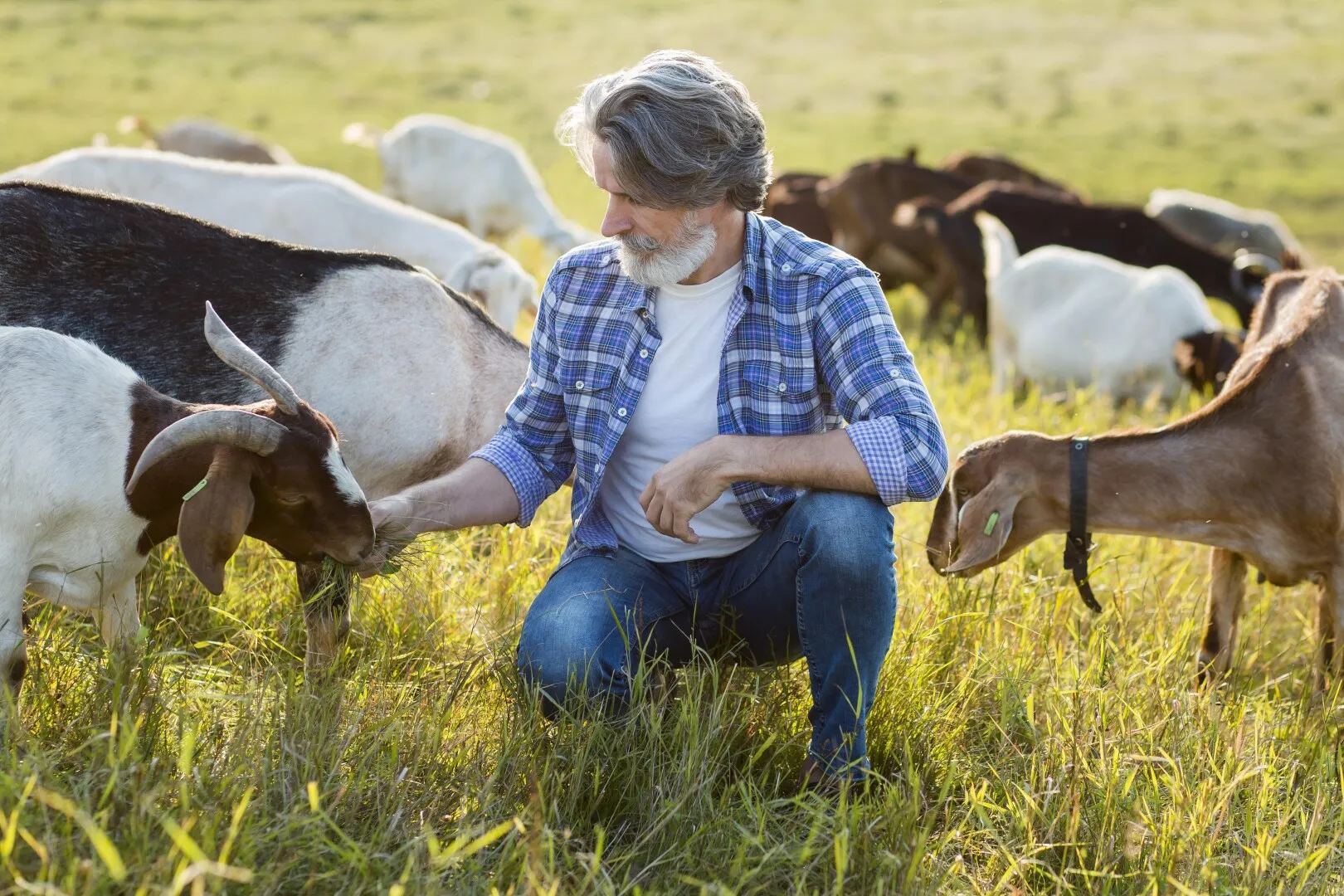 Ajutoare APIA pentru creșterea animalelor: finanțare pentru genetică și registre. Până când se primesc cererile