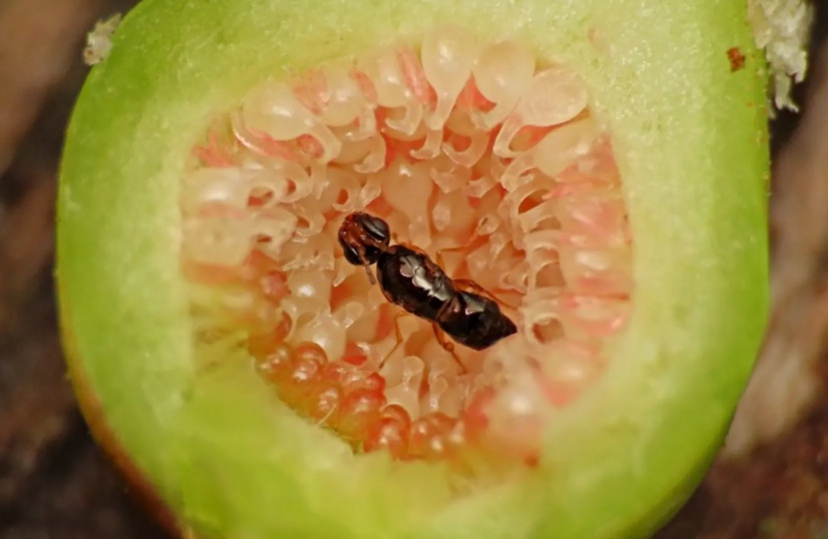 Este real faptul că în fiecare smochină pe care o mâncăm se ascunde o viespe moartă? Răspunsul unui profesor de biologie