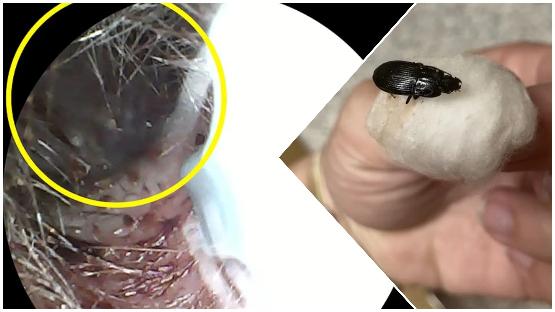 gandacureche photo-collage.png (88) gandacureche photo-collage.png (88)