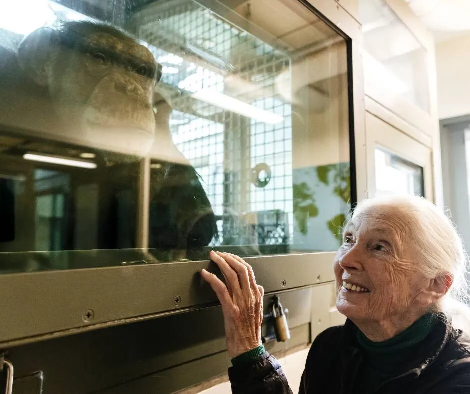 Jane Goodall