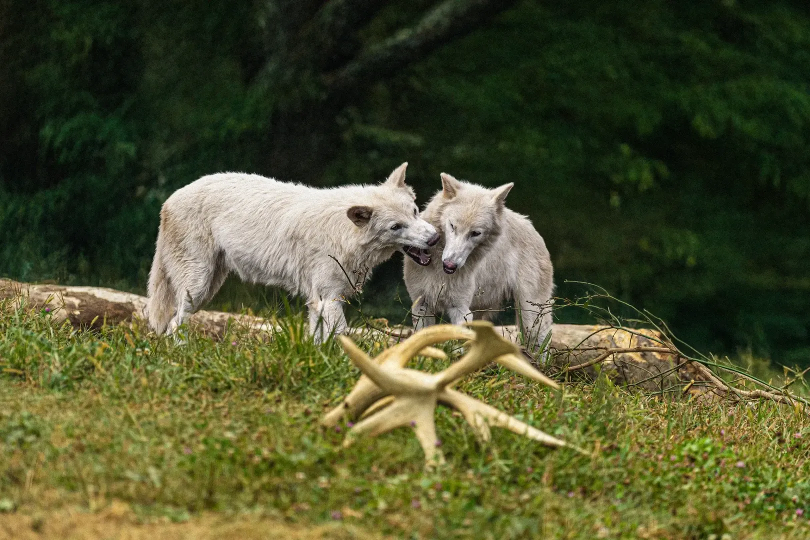 FOTO Doi lupi care au dispărut acum 13.000 de ani au prins din nou viață. Animalele sunt rezultatul unui experiment genetic unic