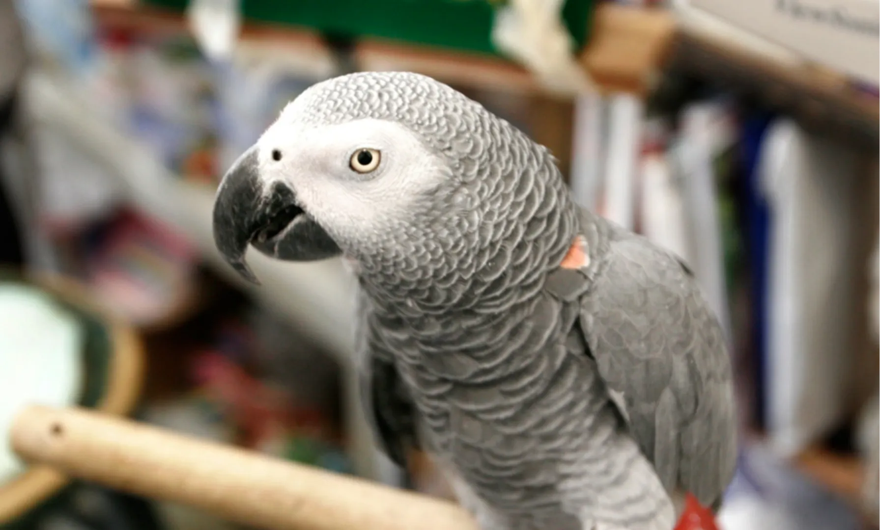 'Te iubesc. Ne vedem mâine': ultimele cuvinte ale papagalului care a uimit lumea științifică. A demonstrat că poate gândi și să fie conștient de sine