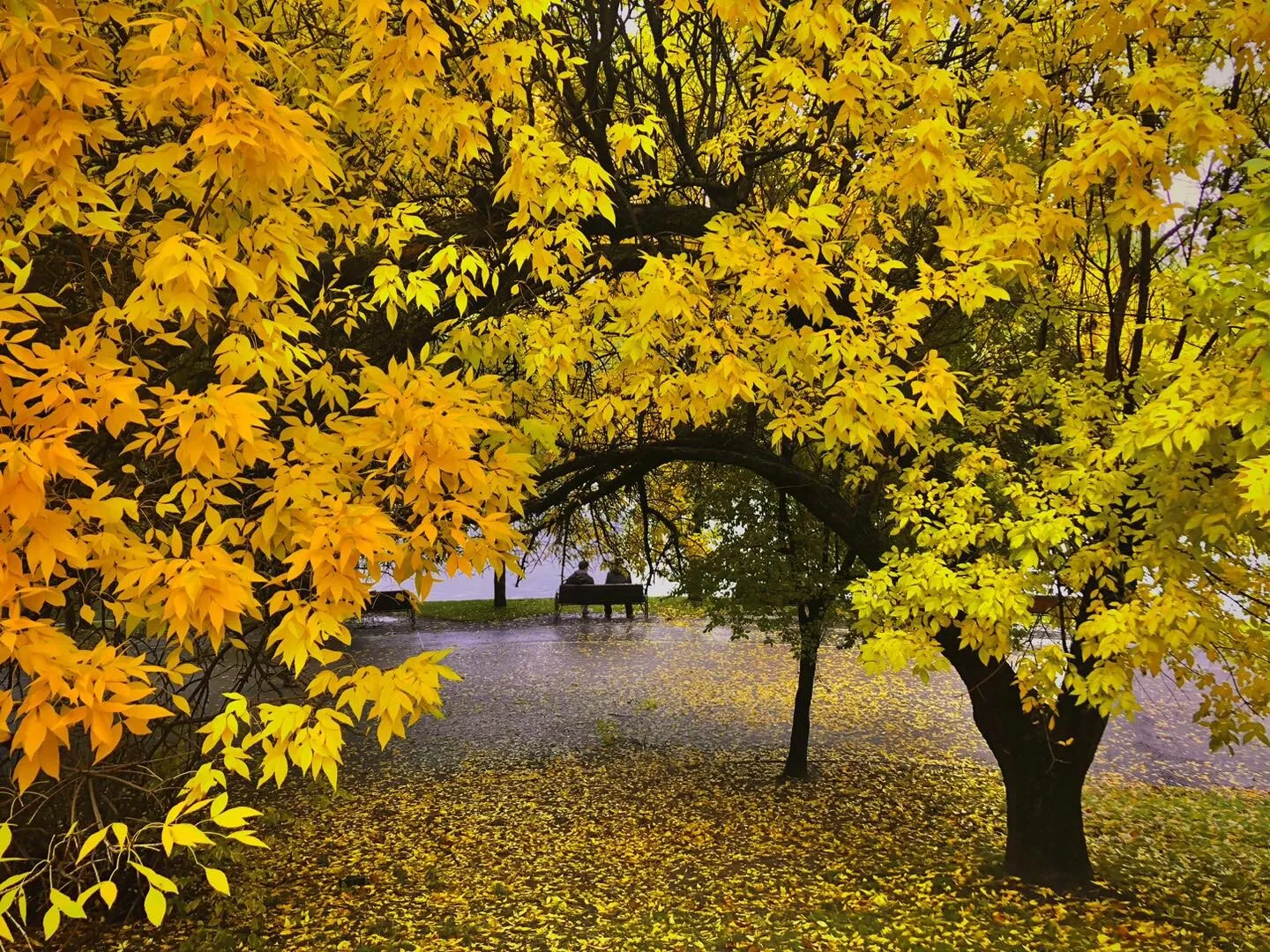 FOTO Primăria Sectorului 3, amendată de Garda de Mediu pentru lucrări fără avize în Parcul IOR