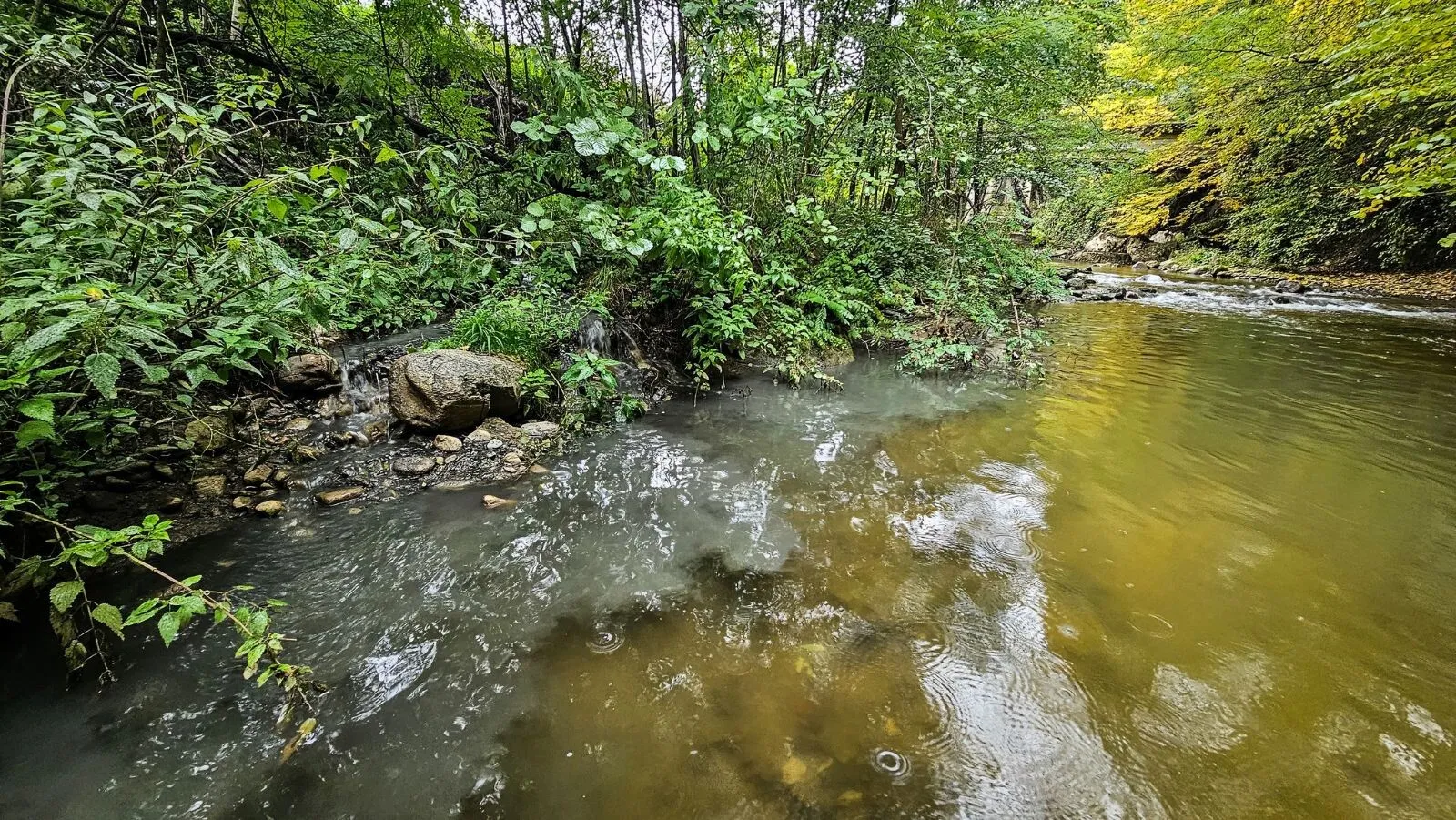 FOTO Activistul Alex Glăvan semnalează o poluare masivă - Bombă pentru cel mai rar pește de apă dulce din Europa