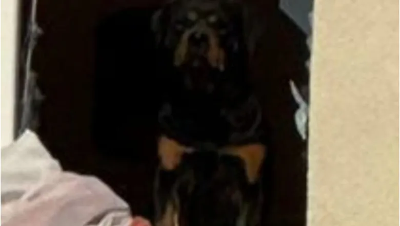 Rottweiler Jackie