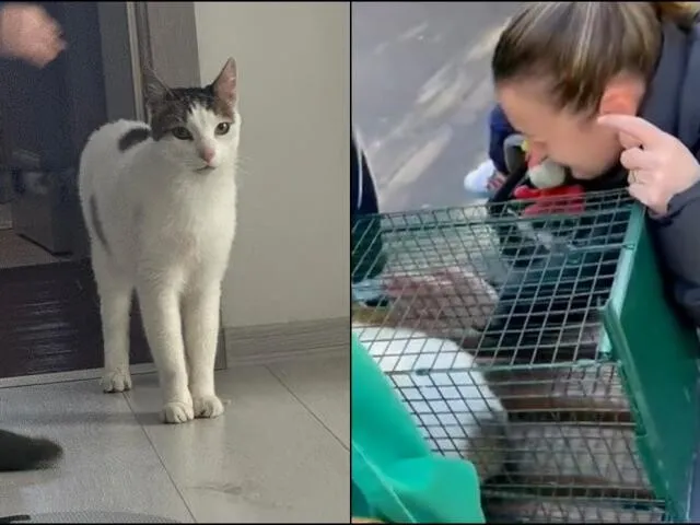 VIDEO Miracolul din Rahova: Tomiţă, motanul care a supraviețuit aproape două săptămâni printre ruine, a ajuns din nou în brațele stăpânei