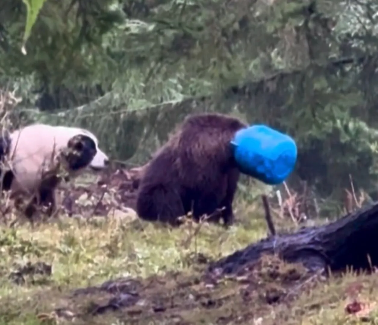 VIDEO Momente de coșmar: ursoaică cu capul blocat într-un butoi, atacată de câini - autoritățile au intervenit imediat