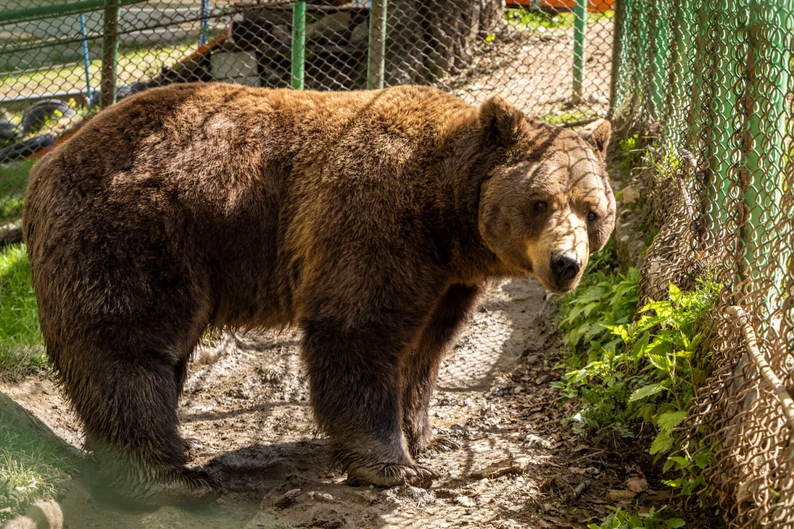 Campanie publică pentru eliberarea ursului Baloo de la Straja
