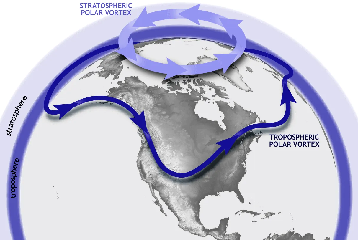 vortex polar