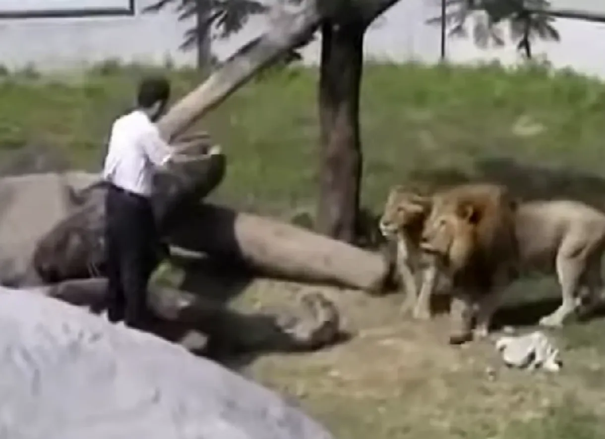 VIDEO 'Veniți, mușcați-mă!' Inconștiența predicatorului care a vrut să convertească leii la creștinism