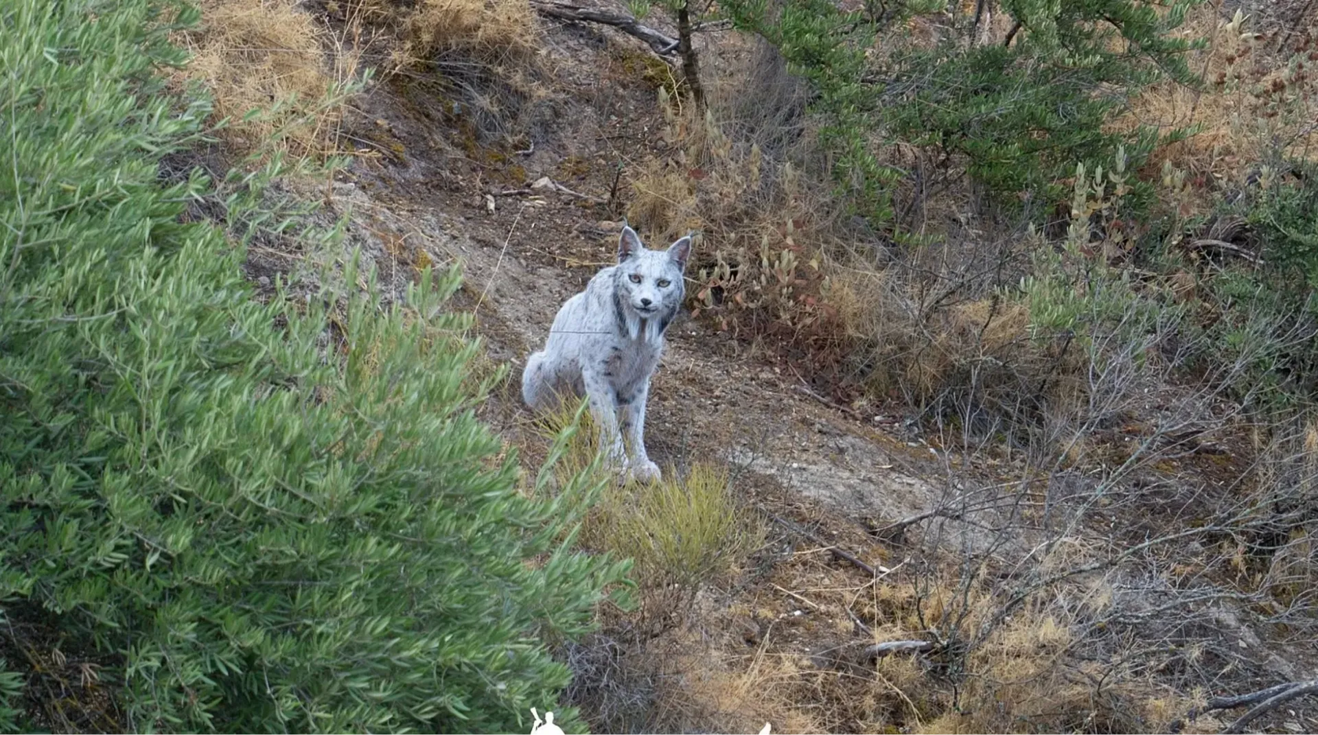 Nu este legendă, fantoma albă a pădurii mediteraneene chiar există! Un fotograf spaniol a reușit să fotografieze în premieră această anomalie