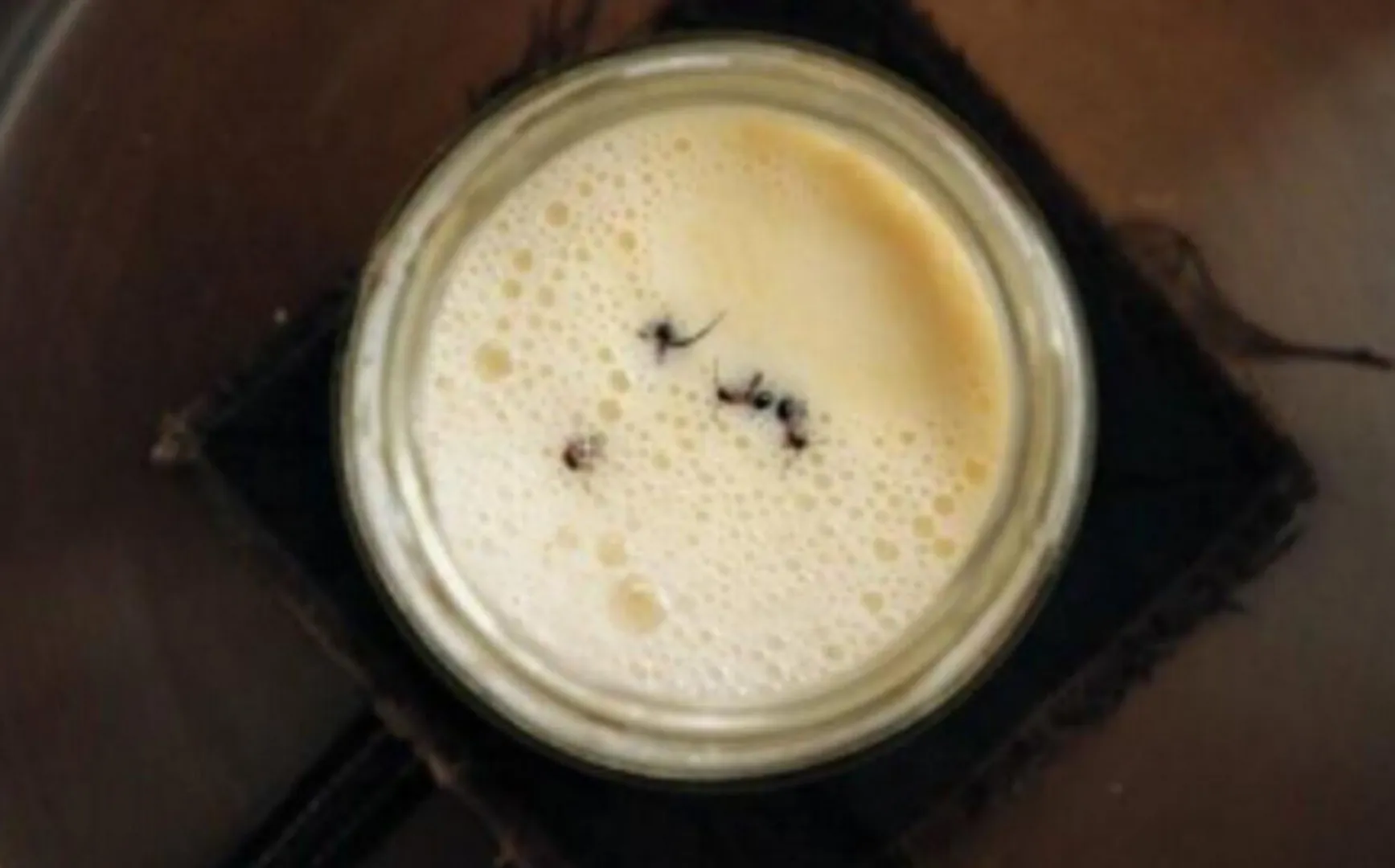 Ce se întâmplă când patru furnici sunt puse într-un borcan cu lapte cald. Analiza de laborator a rezervat o surpriză de proporții