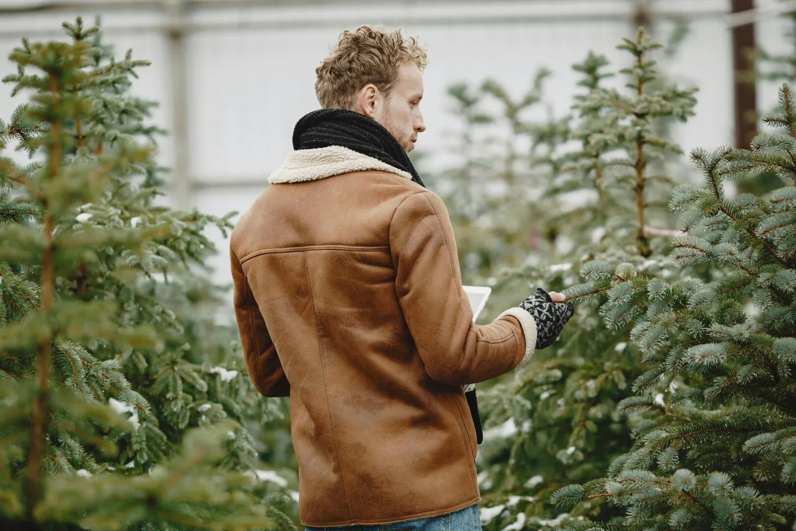 Au apărut primii brazi naturali pe piață: Cât costă anul acesta și detaliile de care să ținem cont în alegerea pomului ideal