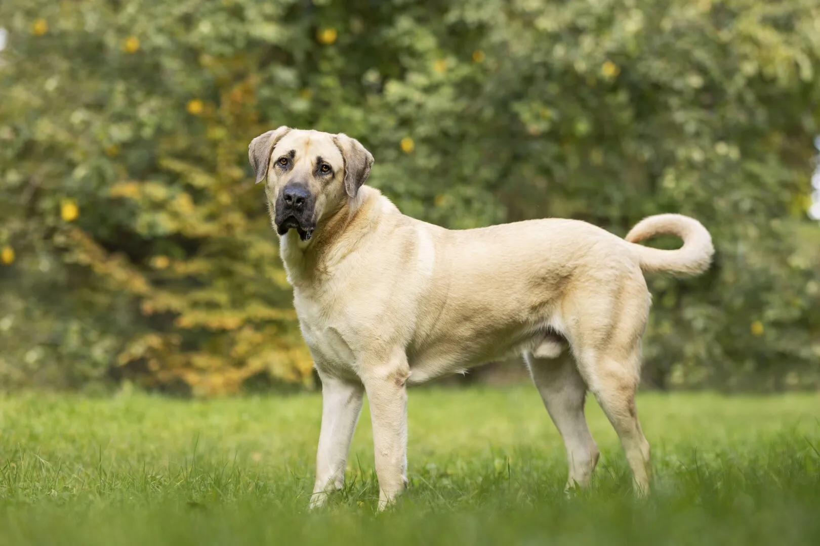 Un antreprenor australian susține că a creat un vaccin împotriva cancerului pentru câinele său fără să aibă studii medicale