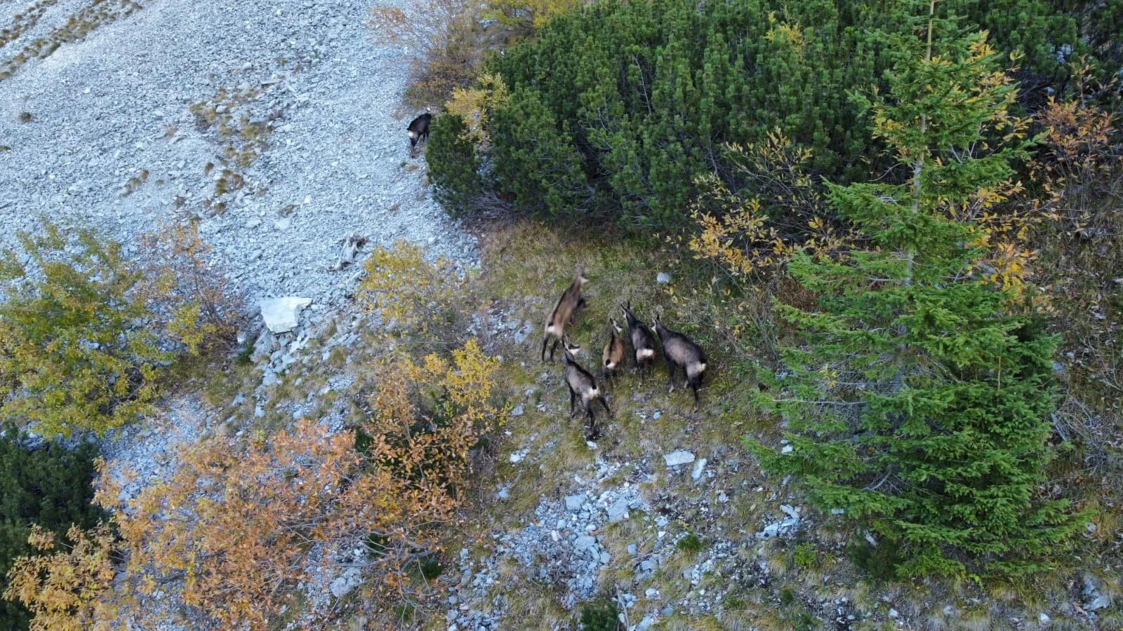 FOTO Acțiune de evaluare a populaţiei de capre neagre, în Retezat. Romsilva: Faptul că o putem observa în continuare pe crestele Retezatului înseamnă că ecosistemele încă funcţionează