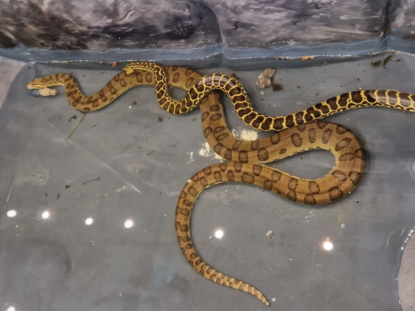 VIDEO Grădina Zoologică din Târgu Mureș: două anaconda, una verde şi una galbenă, aduse în Casa Reptilelor
