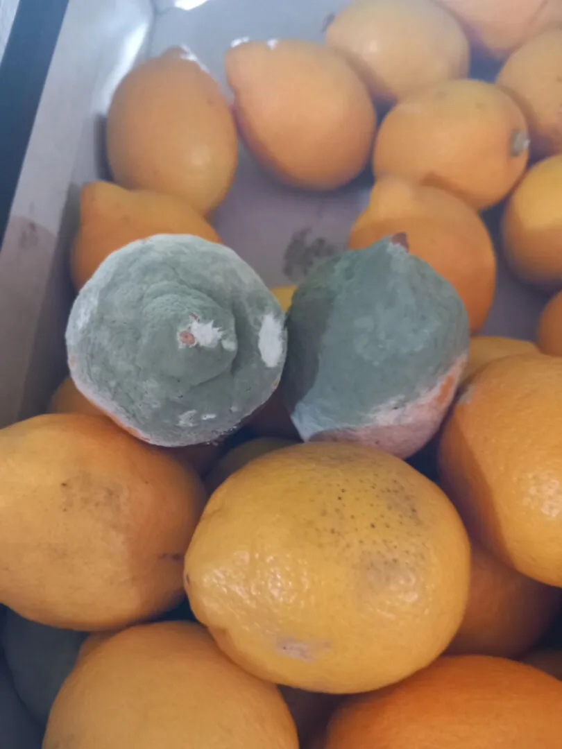 lamai stricate lamai stricate