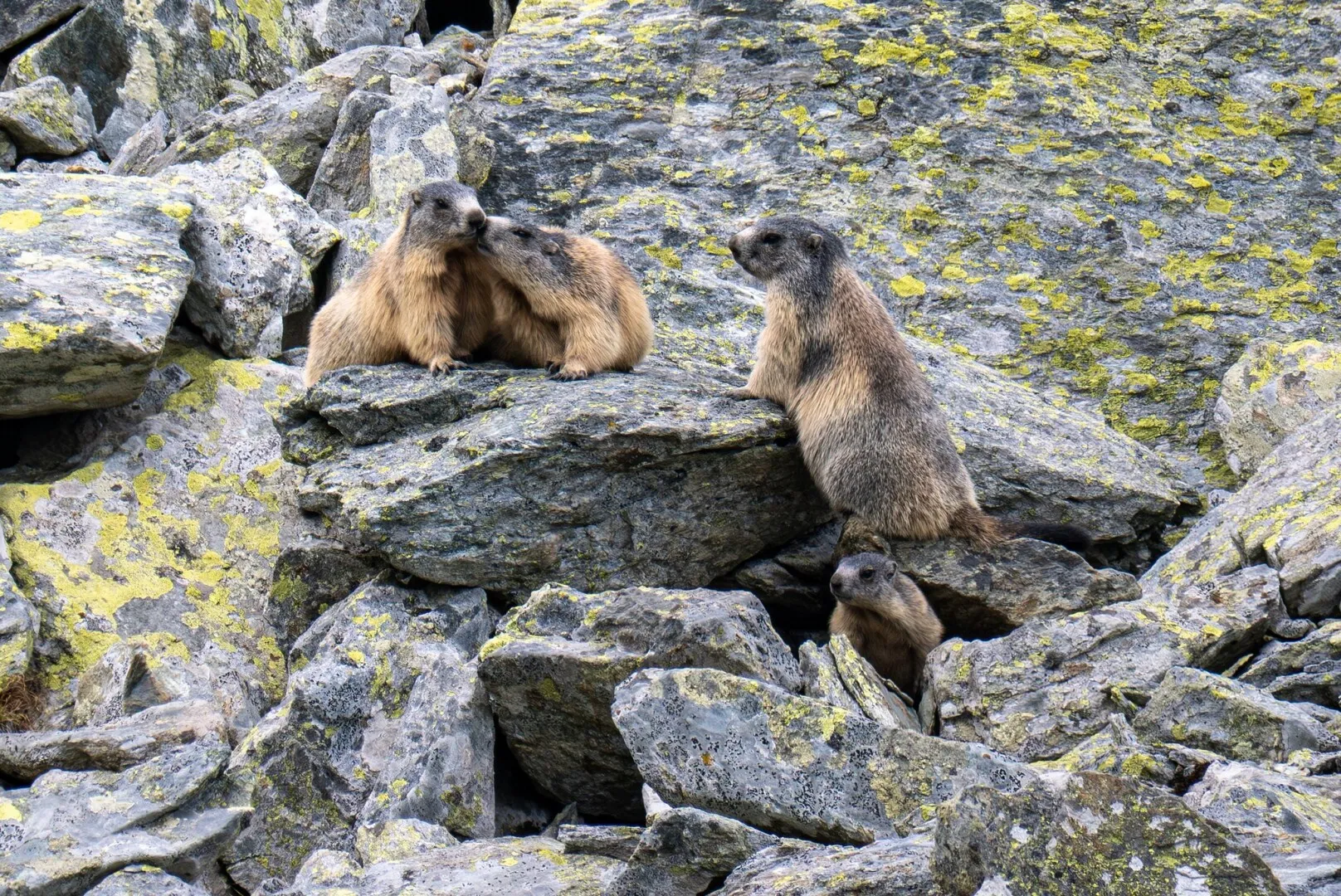 marmote