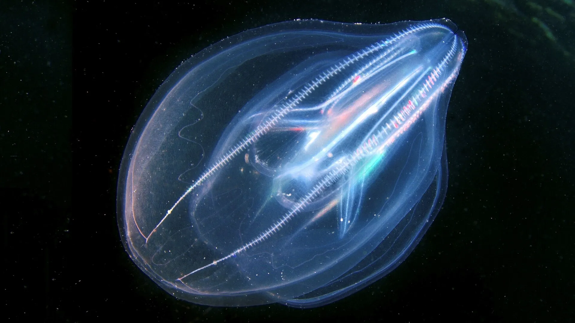 meduza pieptene