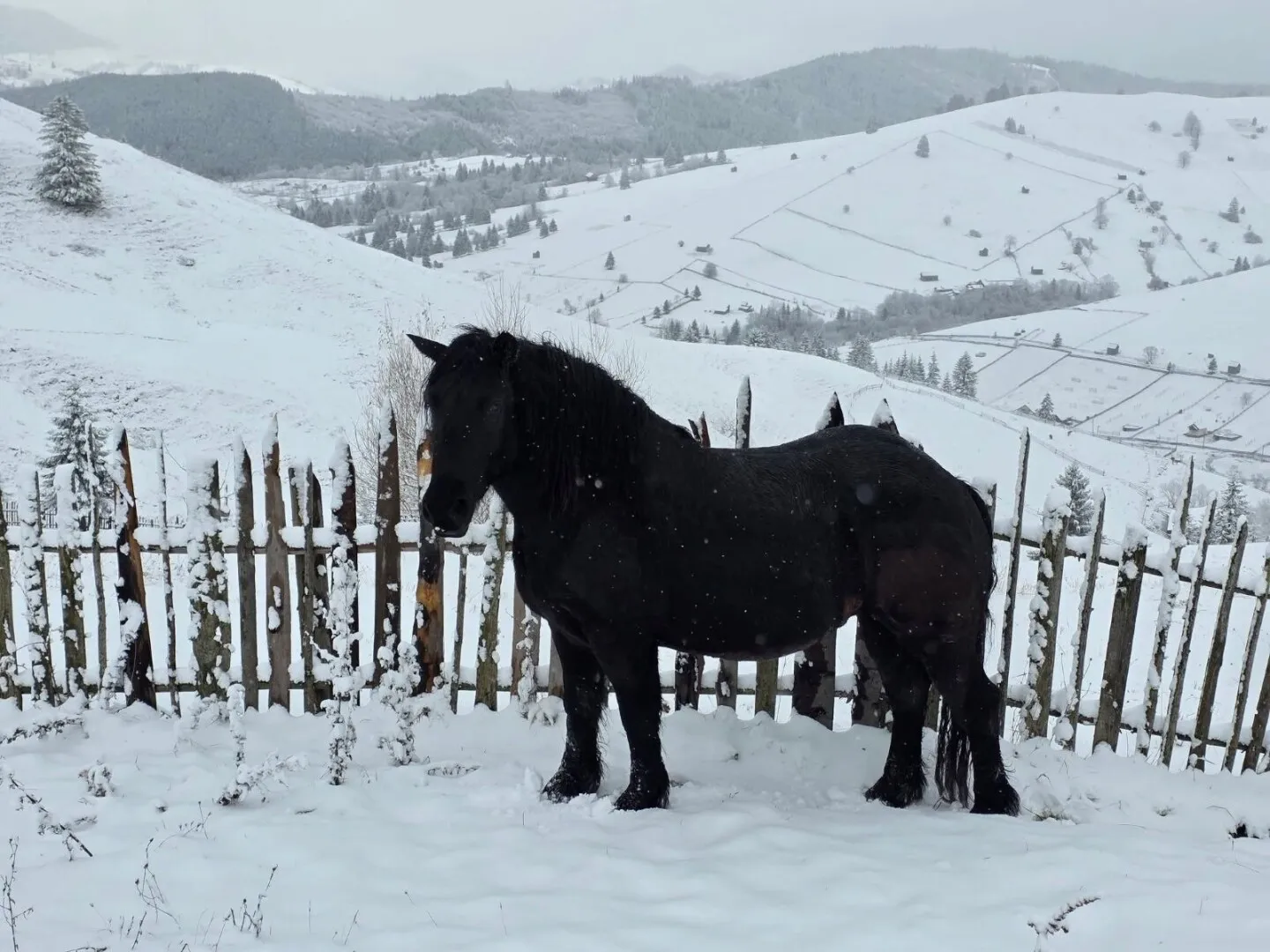 VIDEO FOTO Ninge în zona de montană înaltă a judeţului Suceava. Ce au transmis drumarii