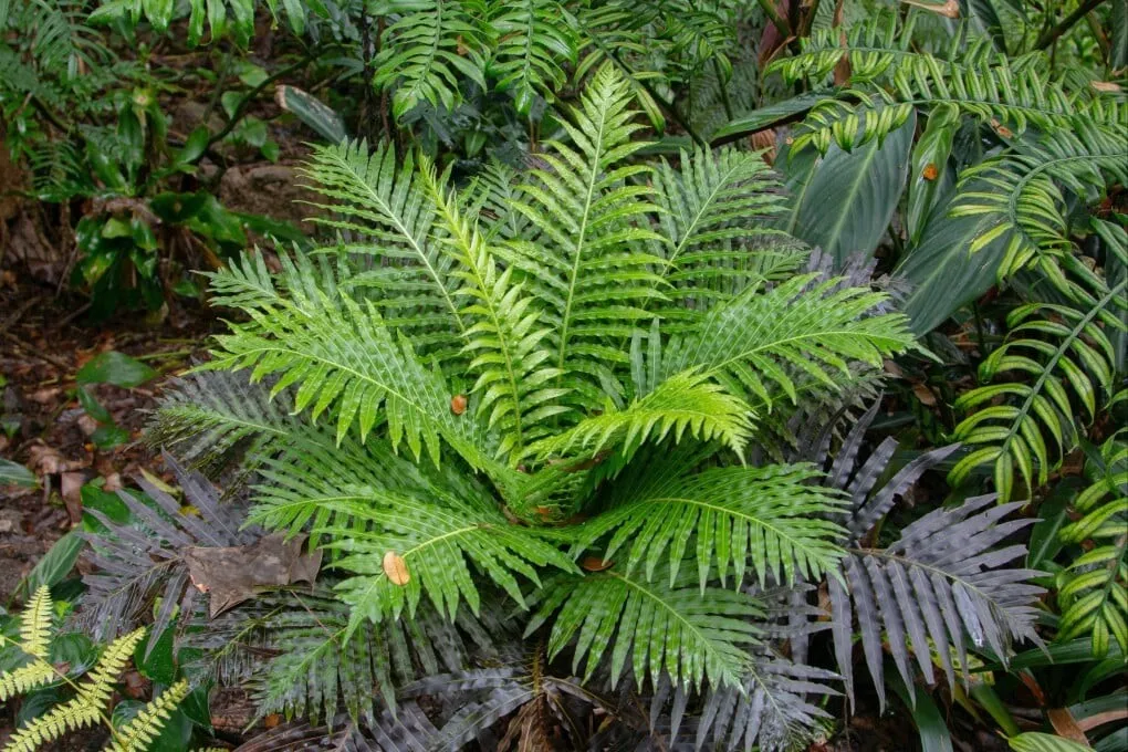 Minerale de pământuri rare recuperate din plante: descoperirea chineză care reconfigurează sistemul energetic mondial