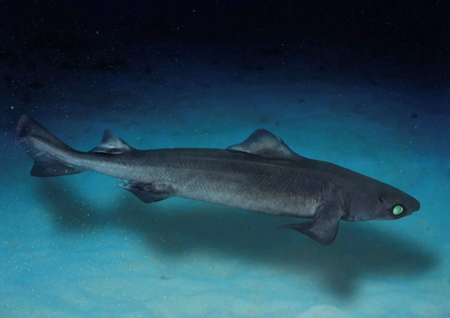 Rechini misteriosi, vânați pentru produse cosmetice. Noi reglementări internaționale le-ar putea salva specia de la dispariție