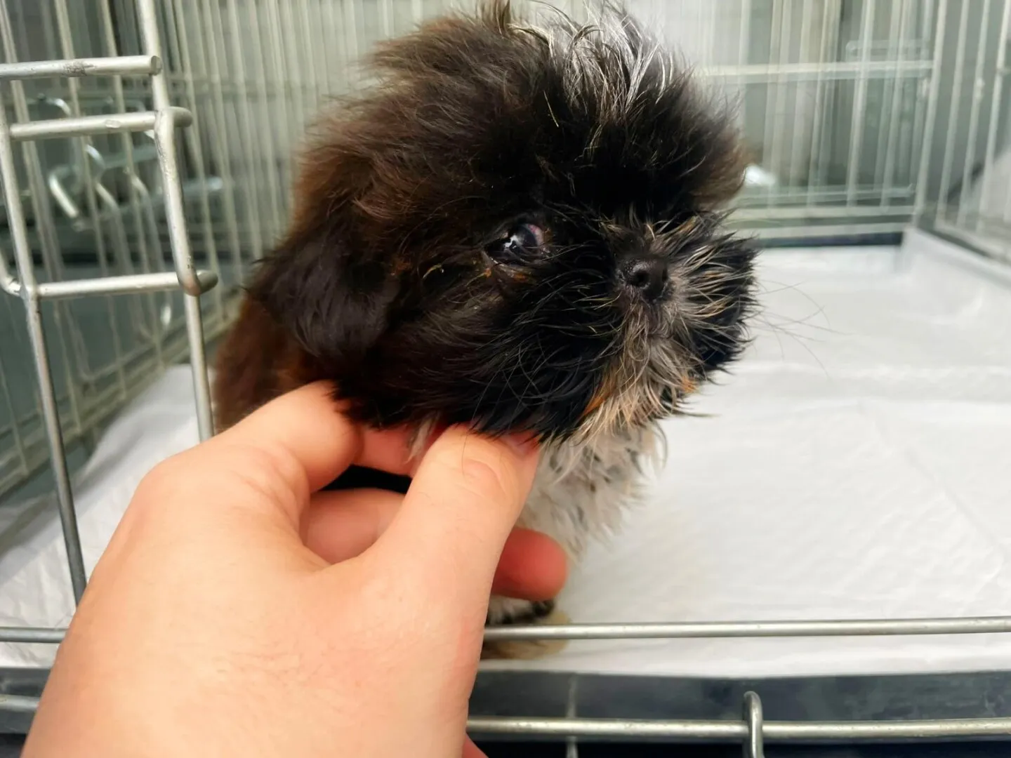 Taxi pentru animale – un nou segment de piață care prinde viteză în România