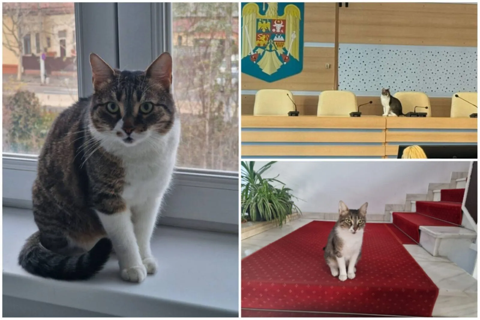 pisica jessy Primăria Sectorului 6