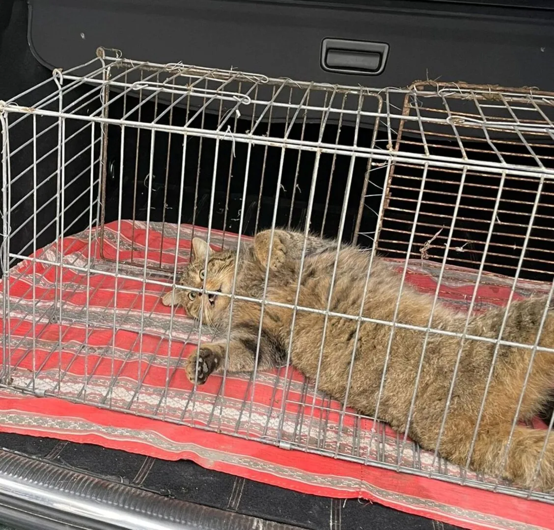 FOTO Intervenție neașteptată într-o localitate din Gorj: O pisică sălbatică a fost capturată din curtea unui localnic