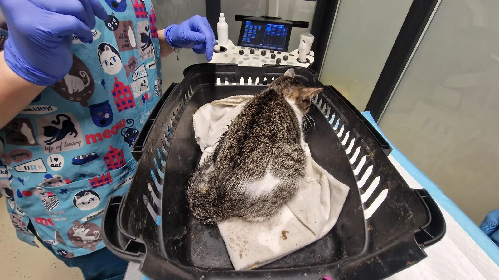 pisica salvata polițiști bucurești pisica salvata polițiști bucurești