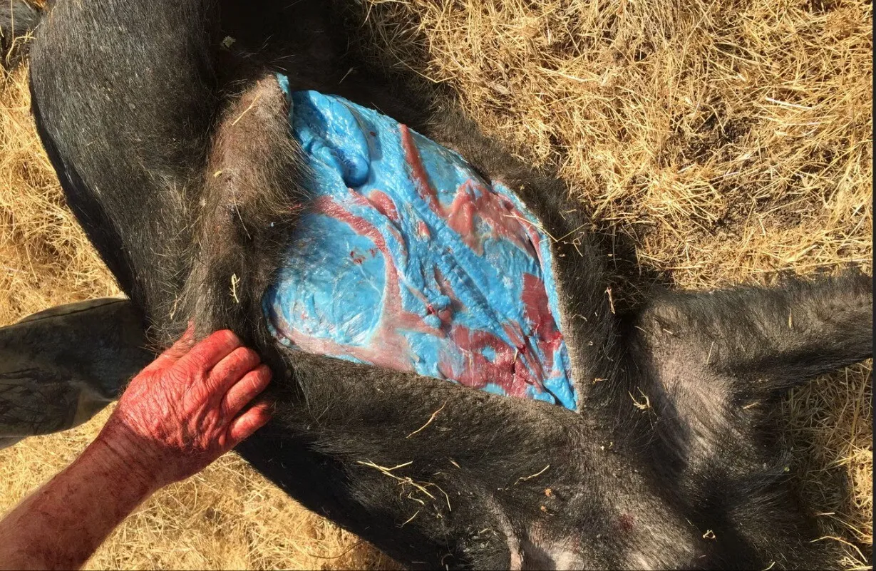 porc albastru porc albastru