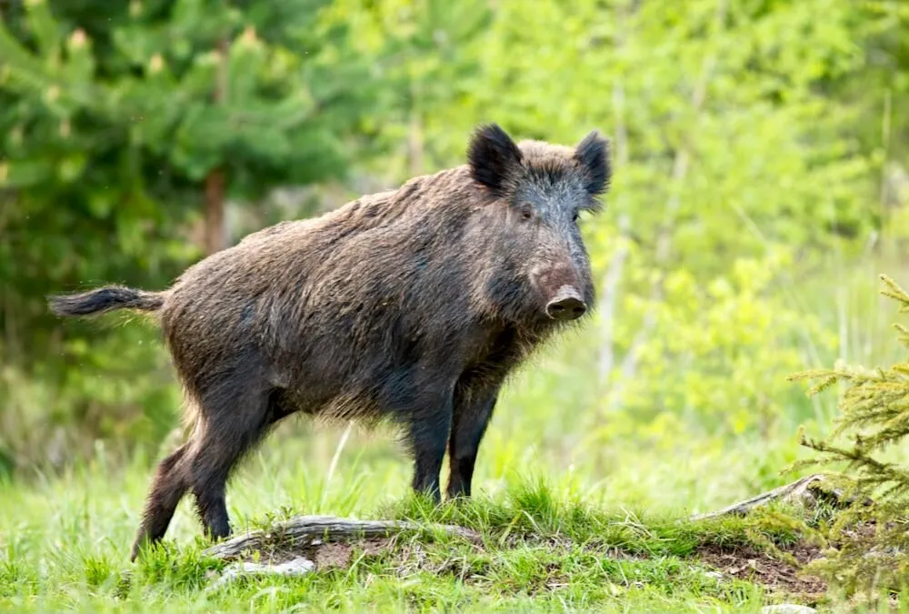 FOTO Alertă - Carnea porcilor sălbatici a devenit albastră: Experții au stabilit cauza / Autotitățile din SUA au emis avertismente către populație