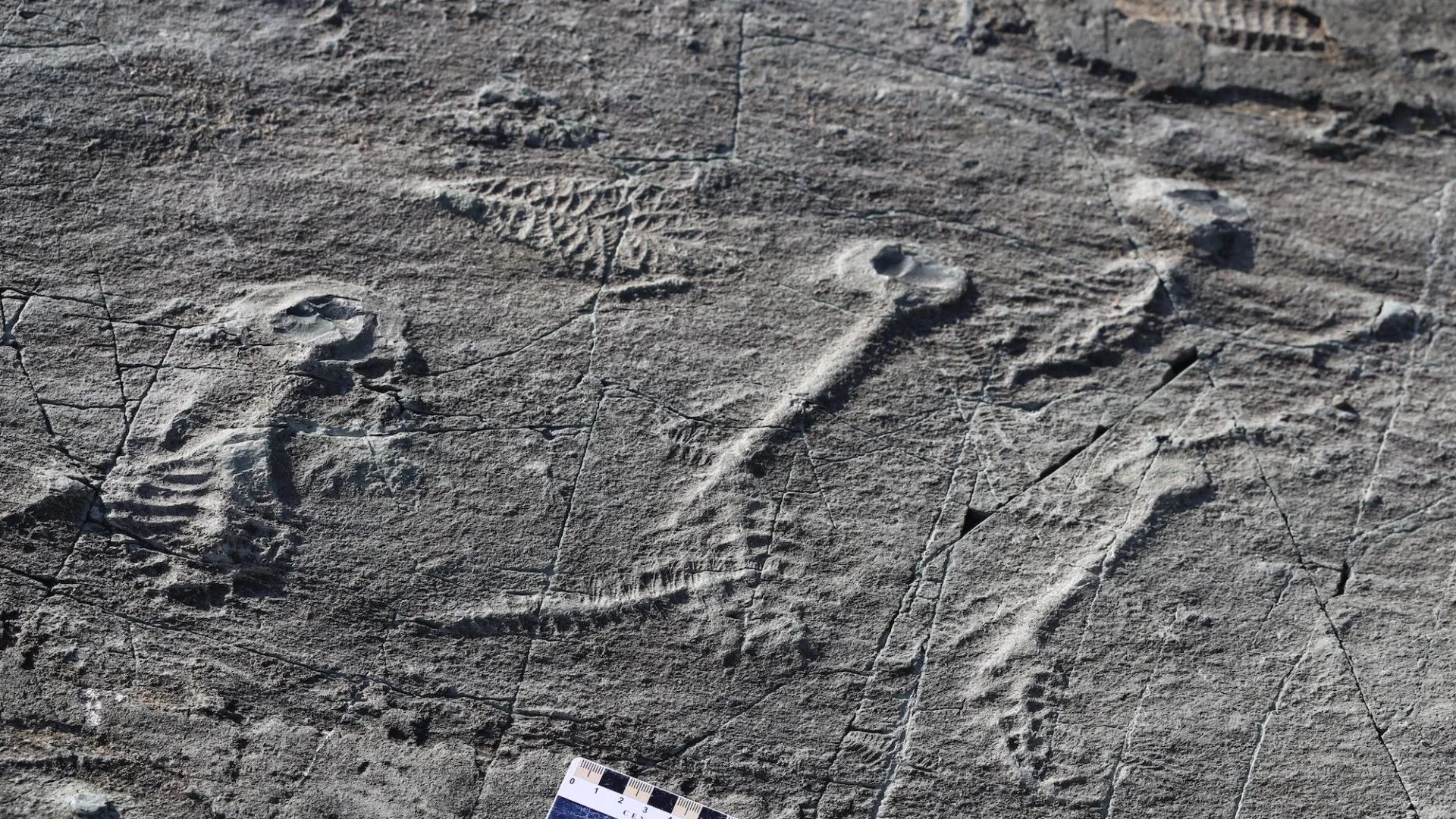 Creaturile bizare care au sfidat evoluția: nu erau nici plante, nici animale, ci doar un eșec al naturii