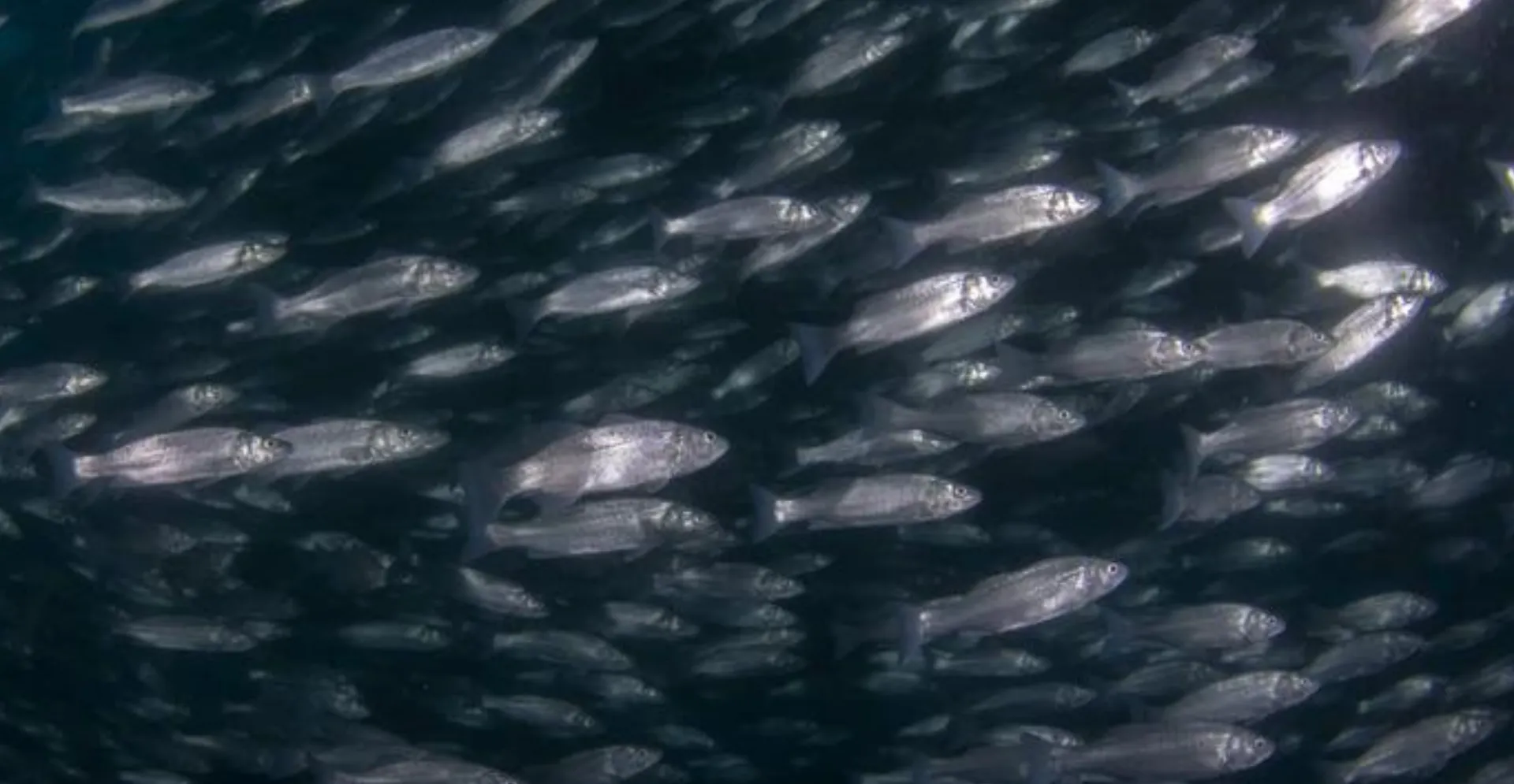 Eveniment de prădare nemaivăzut: prăpădul pe care l-a făcut un banc uriaș de cod