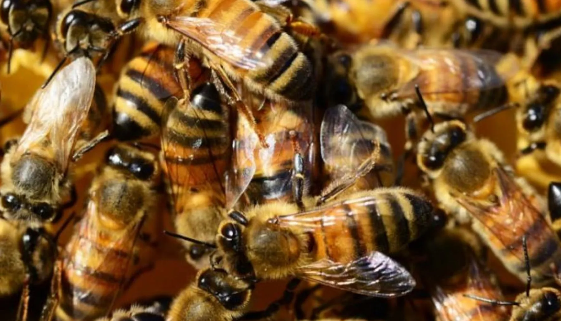 Decizie fără precedent în lume: albinele fără ac au primit drepturi incredibile prin care te pot chema în instanță