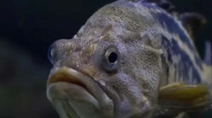 bibanul negru bibanul negru