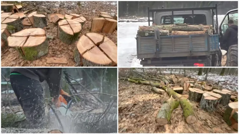 Suspiciuni de tăieri ilegale în pădurea din Băile Felix: acuzații că sunt puși la pământ și arbori sănătoși. Ministerul Mediului trimite controale în teren