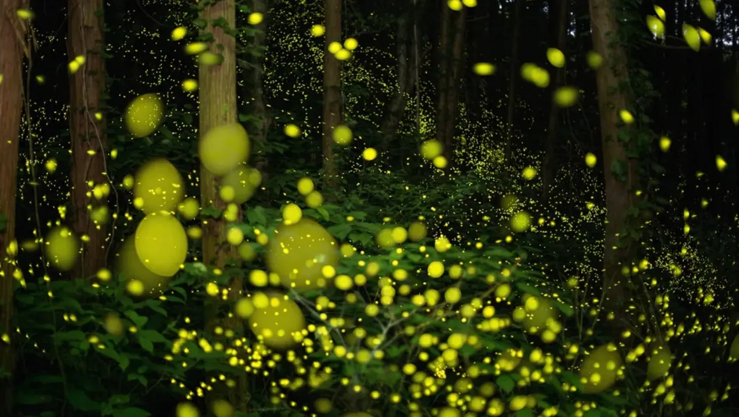 Semnal din cosmos? Cercetătorii au dezvoltat o teorie care poate schimba radical căutarea vieții extraterestre