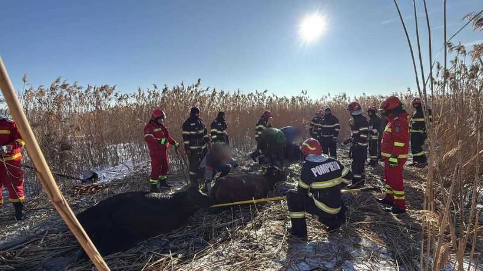 vaci cazute iaz suceaca vaci cazute iaz suceaca
