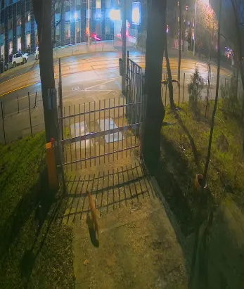 VIDEO Trei vulpi au luat cu asalt centrul Bucureștiului: Nu trebuie să privim cu teamă