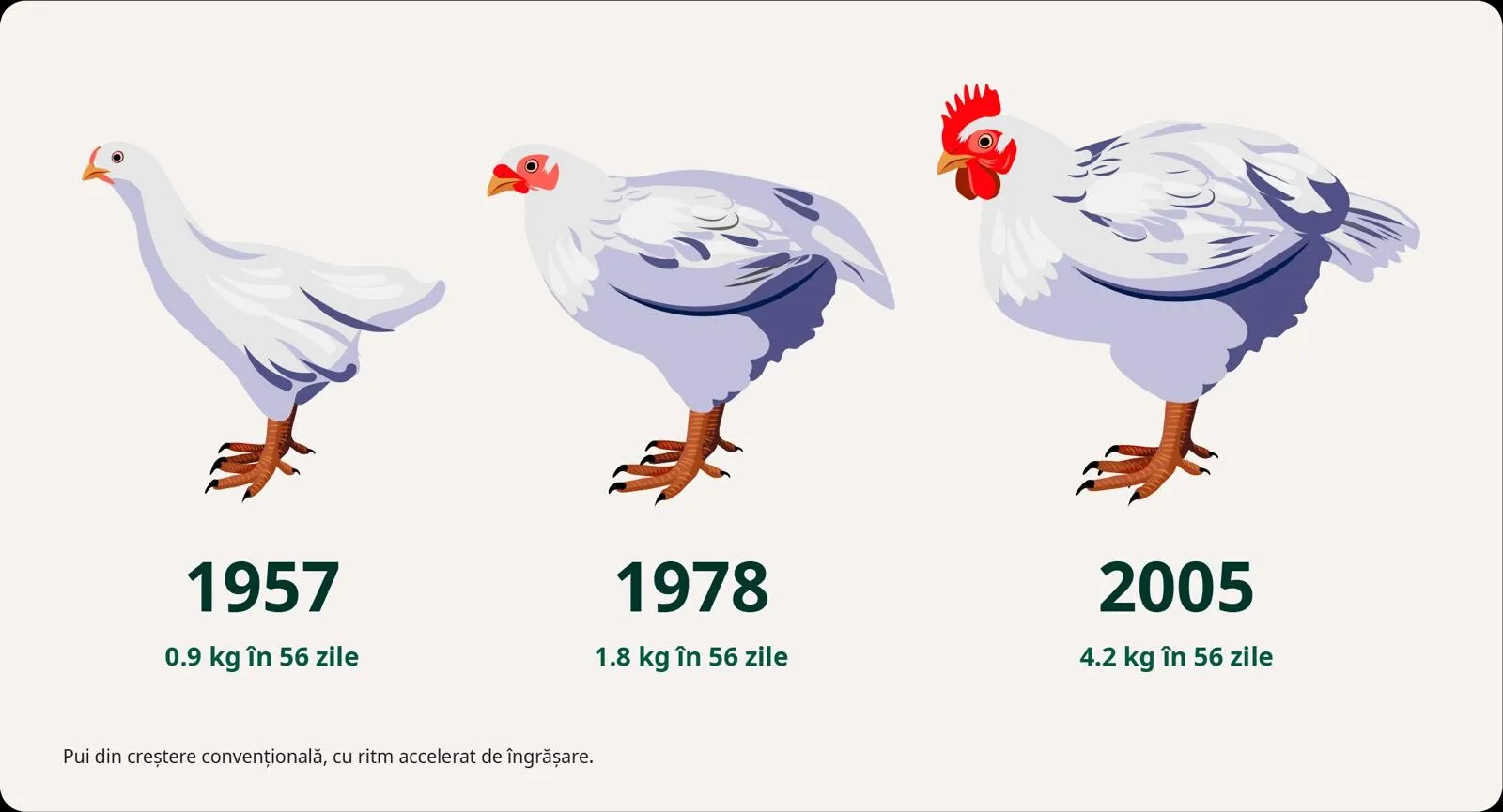 Giganții fast-food din România profită de suferința puilor, dar nu fac niciun progres în creșterea bunăstării animalelor