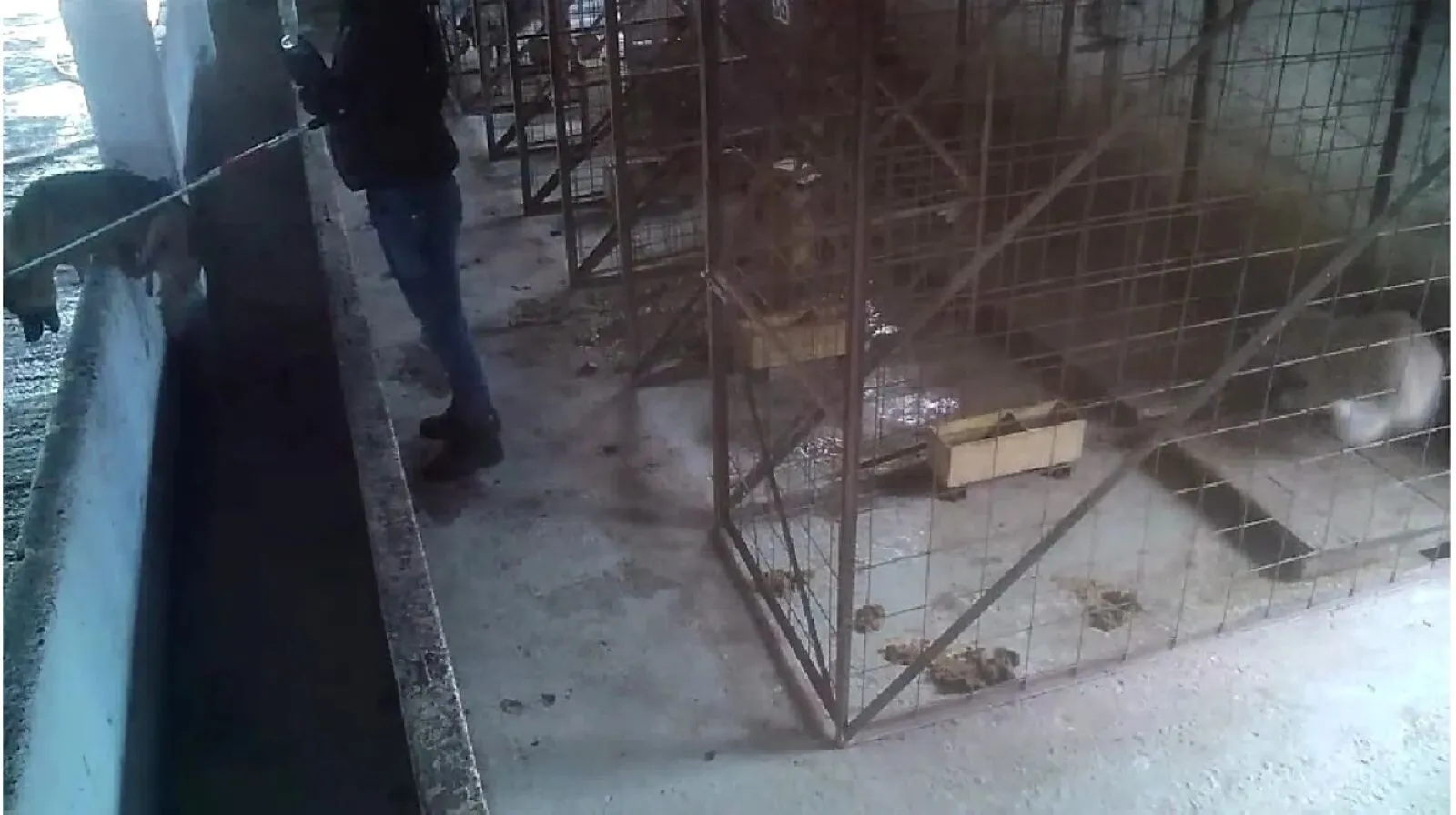 FOTO Adăpost de câini din Vrancea, închis după apariţia unor imagini cu maltratarea şi eutanasierea animalelor