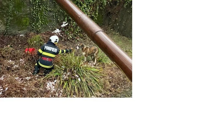 Câine blocat sub pod, înconjurat de ape, salvat de pompieri